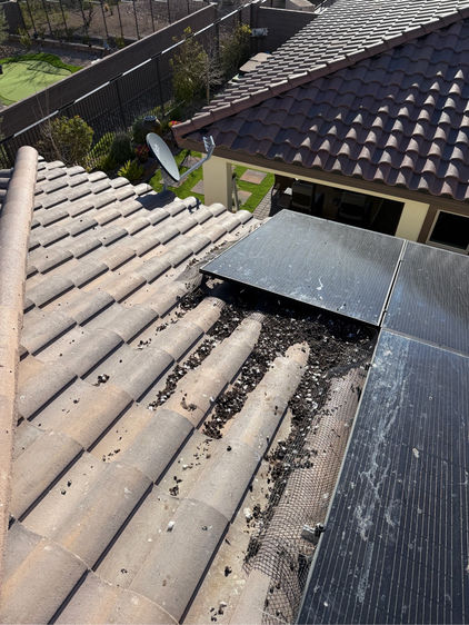 Pigeon nesting debris, droppings, and feathers accumulated under solar panels on a Las Vegas tile roof before cleanup and critter guard installation